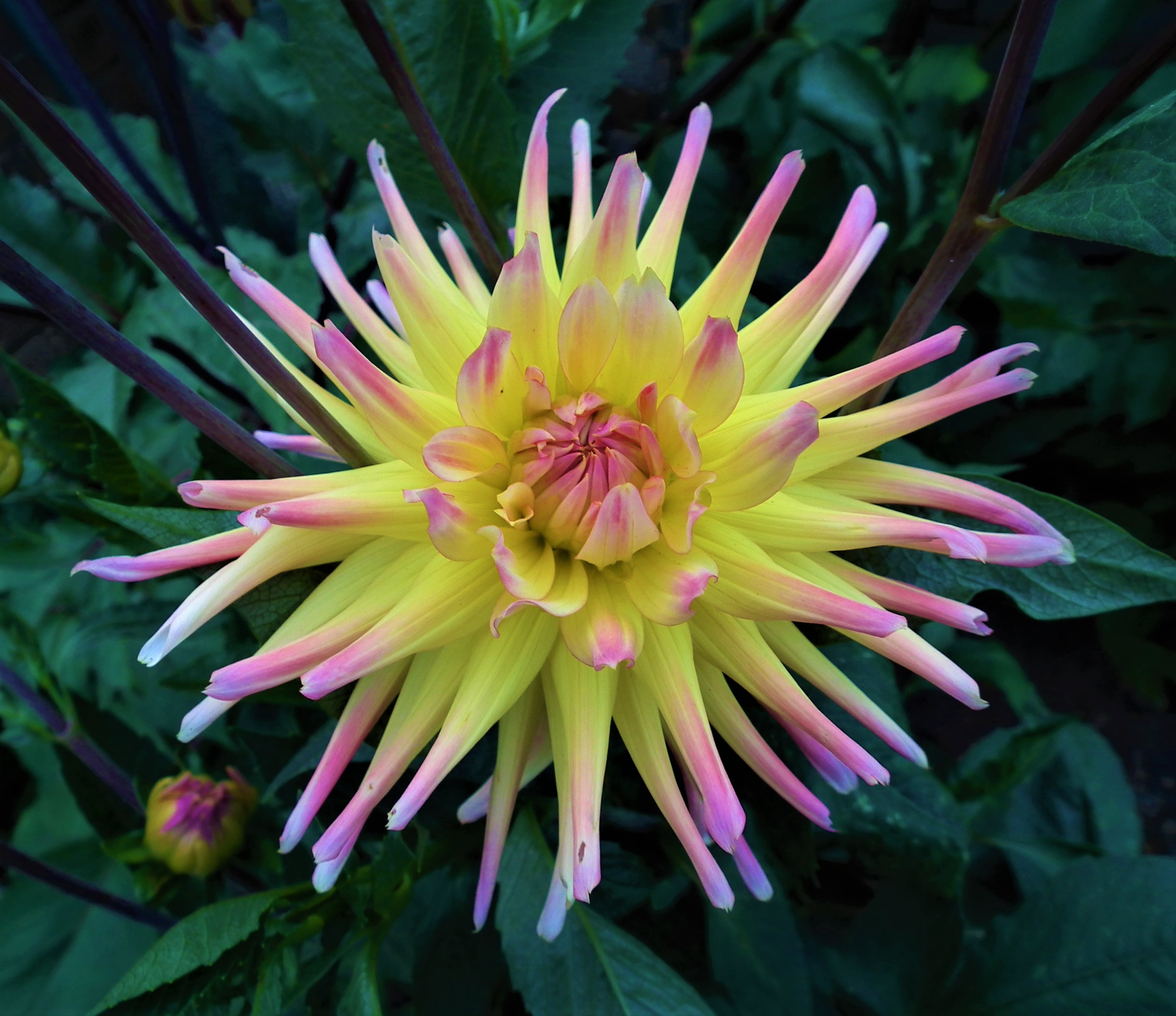 Dahlia Cabana Banana